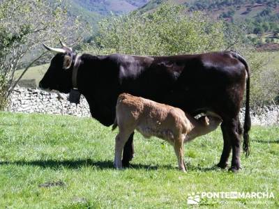 Naturaleza; grupo de montaña madrid; ruta a pie por madrid